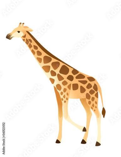 Mature giraffe african animal with long neck cartoon animal design flat vector illustration isolated on white background