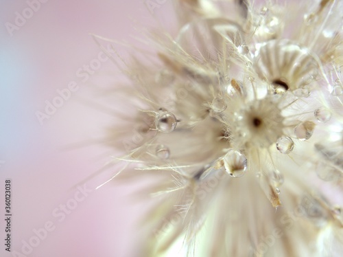 Closeup white dry flower plants with shiny drops of water on bright yellow gold blurred background   macro image   shiny for card design  pink sweet color for card design