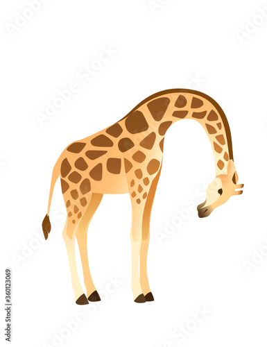 Mature giraffe african animal with long neck cartoon animal design flat vector illustration isolated on white background