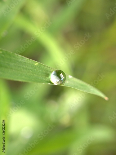 Closeup water drops on leaf ,dew on green grass, droplets on nature leaves with blurred background , macro image , soft focus for card design