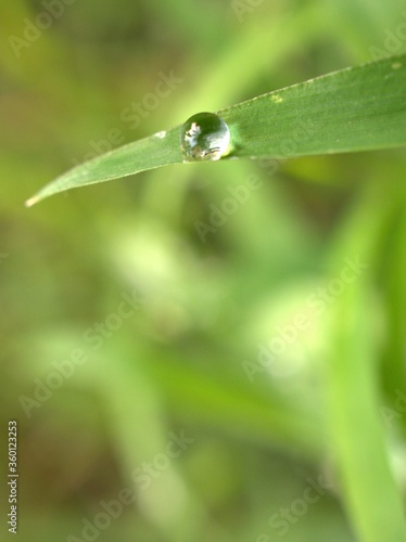 Closeup water drops on leaf ,dew on green grass, droplets on nature leaves with blurred background , macro image , soft focus for card design