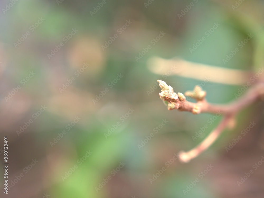 Closeup dry plant in spring time ,dead plants in garden with blurred background ,macro photo, soft focus for card design