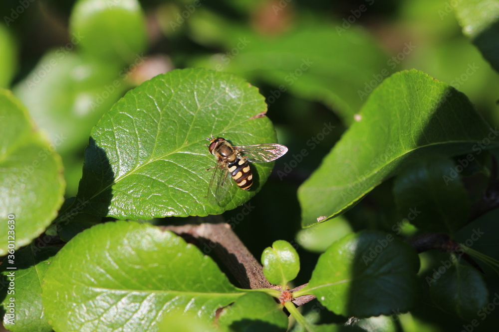 Frühe Grossstirnschwebfliege - Scaeva selenitica Frühe Grossstirnschwebfliege - Scaeva selenitica