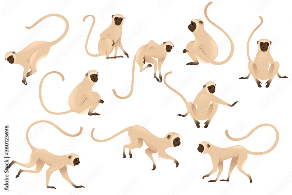 Set of cute vervet monkey beige monkey with brown face cartoon animal  design flat vector illustration isolated on white background Stock Vector |  Adobe Stock
