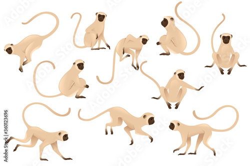 Set of cute vervet monkey beige monkey with brown face cartoon animal design flat vector illustration isolated on white background photo