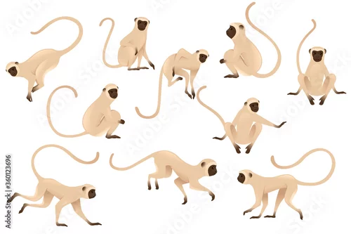 Tapety Set of cute vervet monkey beige monkey with brown face cartoon animal design flat vector illustration isolated on white background