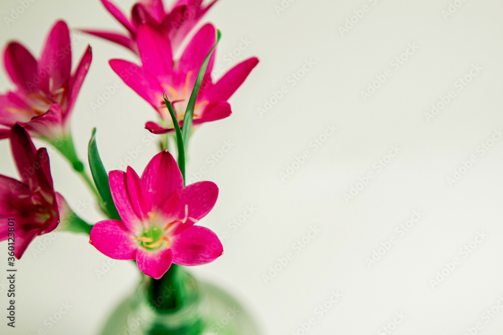 a bouquet of crocuses in a glass of purple, haze, fuzziness, fog, blur a bouquet of crocuses in a glass of purple, haze, fuzziness, fog, blur
