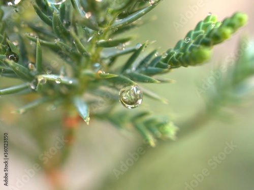 Closeup water drops on pine leaf ,dew on green grass, droplets on nature leaves with blurred background , macro image , soft focus for card design