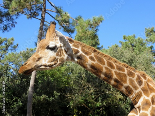 Girafe