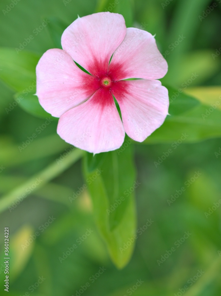 Closeup pink petals of Periwinkle madagascar flower plants in garden with green blurred background ,sweet color for card design, macro image Closeup pink petals of Periwinkle madagascar flower plants in garden with green blurred background ,sweet color for card design, macro image