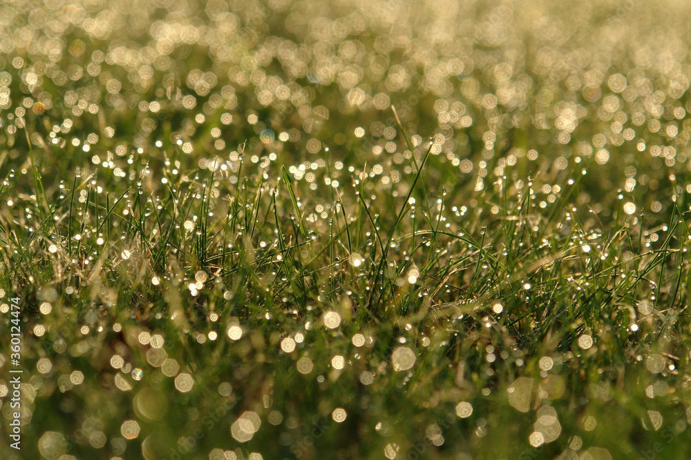 Naklejka premium Shiny dew drops on the grass on a meadow at sunrise, abstract blurred natural background