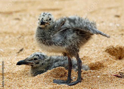 Yellow legged gull chicks on a beach