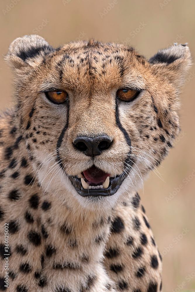 Cheetah Potrait