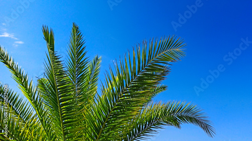  Palm tree on a background of blue sky on a sunny day. Beautiful tropical landscape of dreams on a summer background. Concept summertime, vacation, tropics, nature, exotic. Copy space