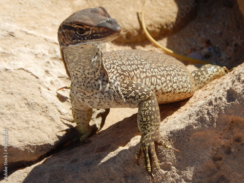 Perentie Monitor (Varanus giganteus) the largest monitor lizard in Australia and the third largest on earth photo