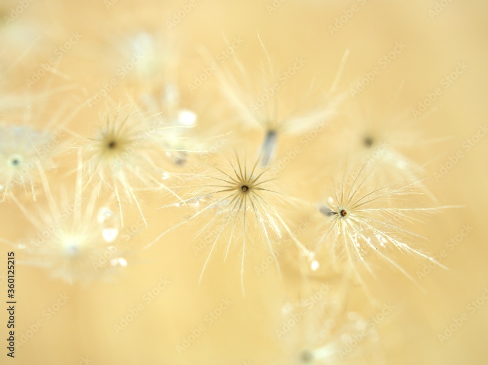 Closeup white Dry dandelion seeds flower on bright yellow background with soft focus ,macro image ,smooth color for card design ,wallpaper, abstract background Closeup white Dry dandelion seeds flower on bright yellow background with soft focus ,macro image ,smooth color for card design ,wallpaper, abstract background