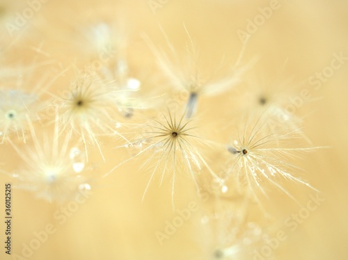 Closeup white Dry dandelion seeds flower on bright yellow background with soft focus  macro image  smooth color for card design  wallpaper  abstract background