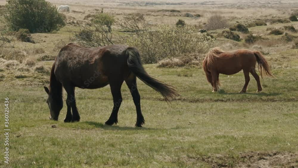 wild horses grazing, slow motion wild horses grazing, slow motion