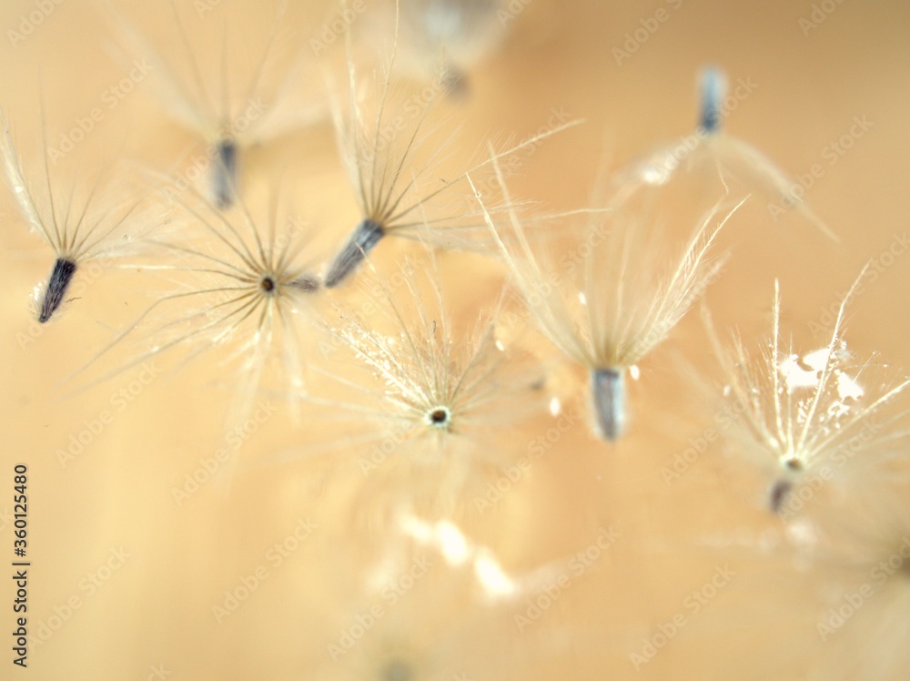 Closeup white Dry dandelion seeds flower on bright yellow background with soft focus ,macro image ,smooth color for card design ,wallpaper, abstract background Closeup white Dry dandelion seeds flower on bright yellow background with soft focus ,macro image ,smooth color for card design ,wallpaper, abstract background