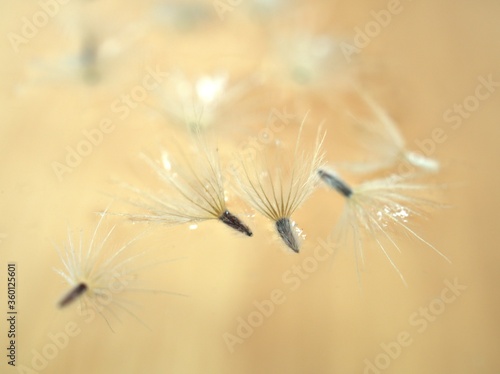Closeup white Dry dandelion seeds flower on bright yellow background with soft focus ,macro image ,smooth color for card design ,wallpaper, abstract background