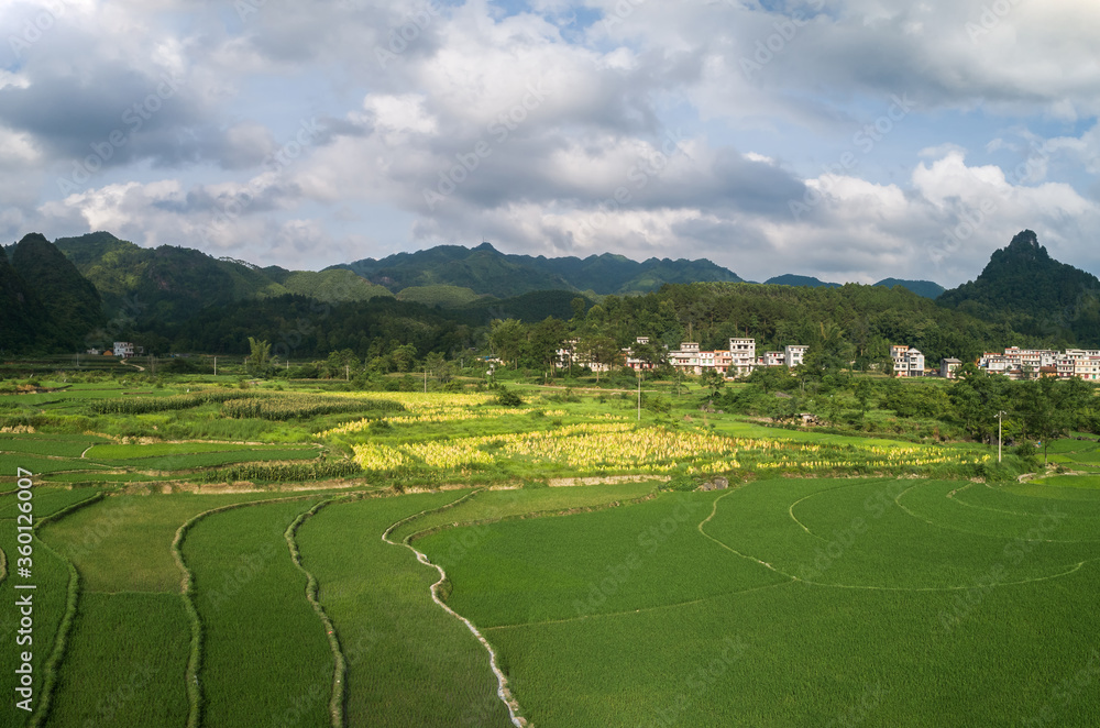 aerial view of the scene of green rice fields in an agriculture village aerial view of the scene of green rice fields in an agriculture village