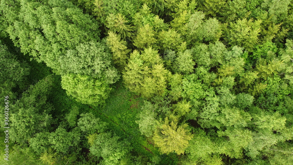 Aerial view of forest during a summer day. Green trees top view. Photo from birds eye view.