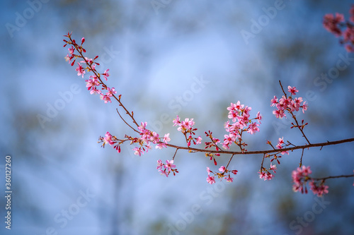 Wild Himalayan Cherry