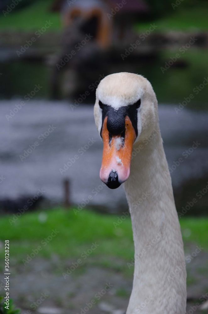 Fototapeta premium Big white swan head near background