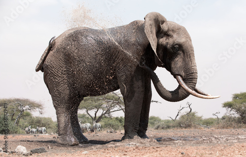 A close up of a single large Elephant  Loxodonta africana  in Kenya.