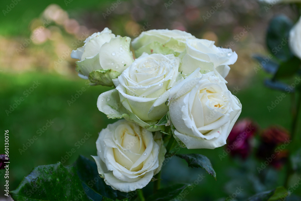 Flowers ripening in the garden allow you to enjoy not only the look and aroma, but the observation of the full cycle of flowering, growth and ripening of the plant. Flowers ripening in the garden allow you to enjoy not only the look and aroma, but the observation of the full cycle of flowering, growth and ripening of the plant.
