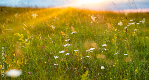 Fototapeta Naklejka Na Ścianę i Meble -  beautiful summer panorama of flowers on a field
