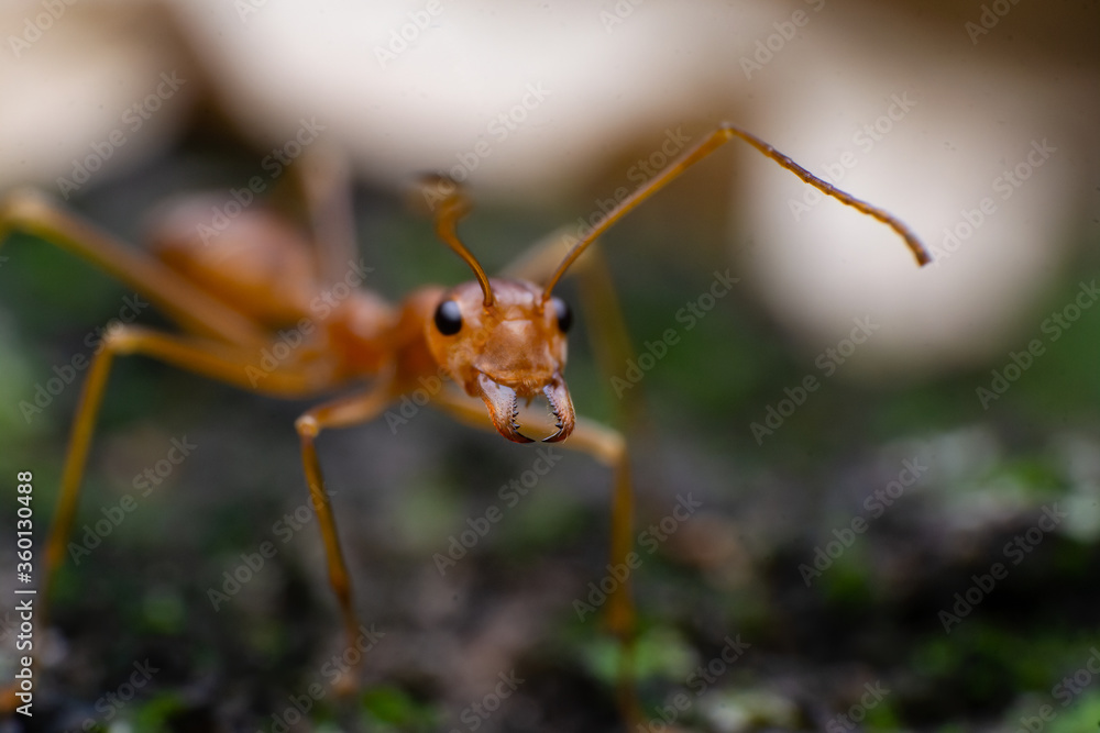 beautiful macro closeup shots of insects beautiful macro closeup shots of insects
