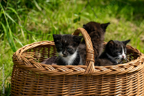 Kittens look out of the basket at a new wonderful world.