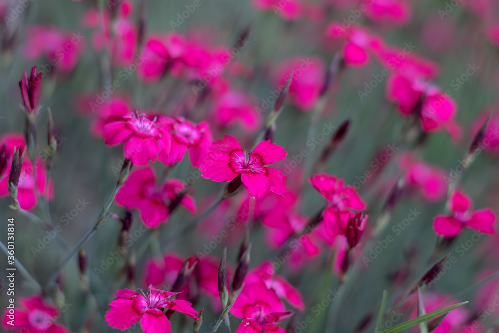 Dianthus deltoides, the maiden pink - pink flowers in the garden Dianthus deltoides, the maiden pink - pink flowers in the garden