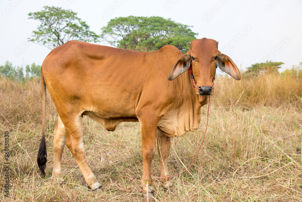 Cows standing on rice fields,Thai breed of cows that were raised in the rice fields.. Cows standing on rice fields,Thai breed of cows that were raised in the rice fields..