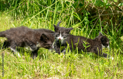 Kittens running around and playing on the grass. © Ilia Petukhov