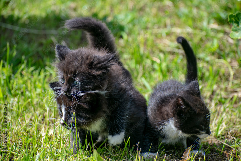 Kittens running around and playing on the grass. Kittens running around and playing on the grass.