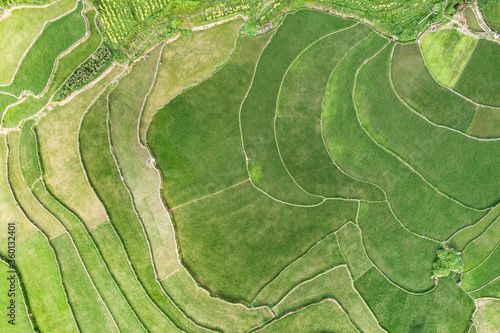 aerial view of the scene of green rice fields in an agriculture village