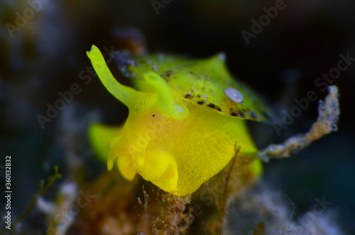 Yellow umbrella slug - Tylodina perversa, Mediterranean Sea. Kusadasi Turkey

