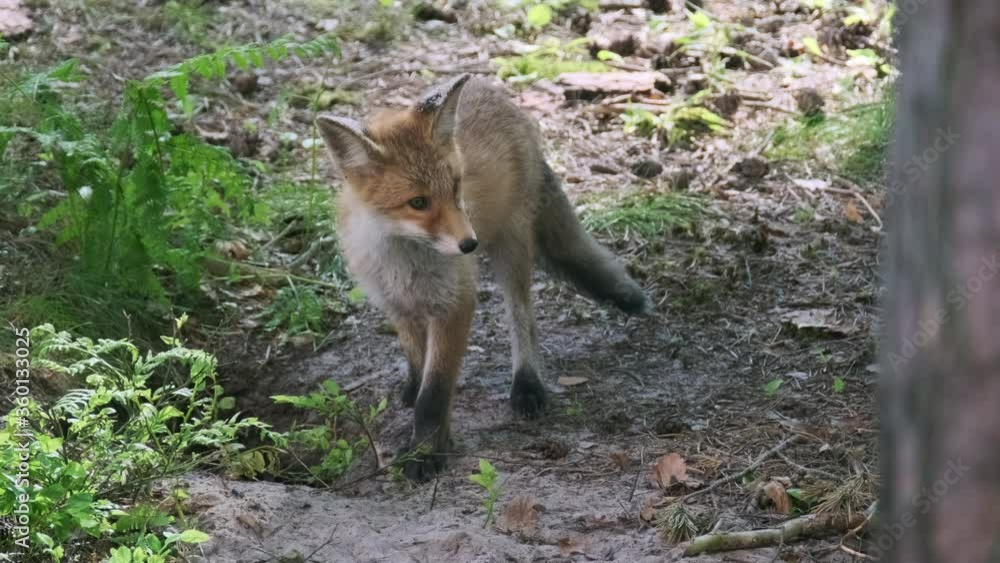 Wary fox near den in forest Wary fox near den in forest