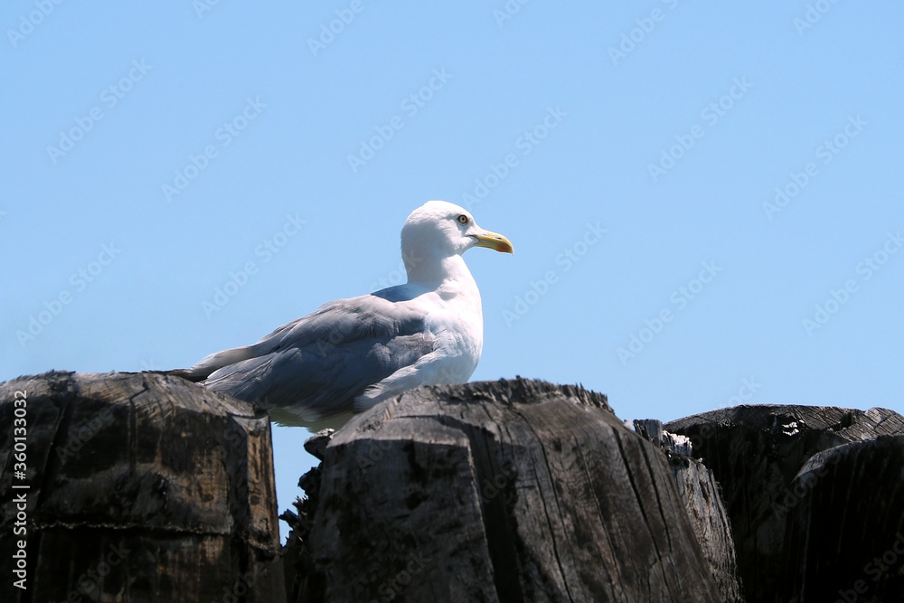 white seagull stand on the wood log white seagull stand on the wood log
