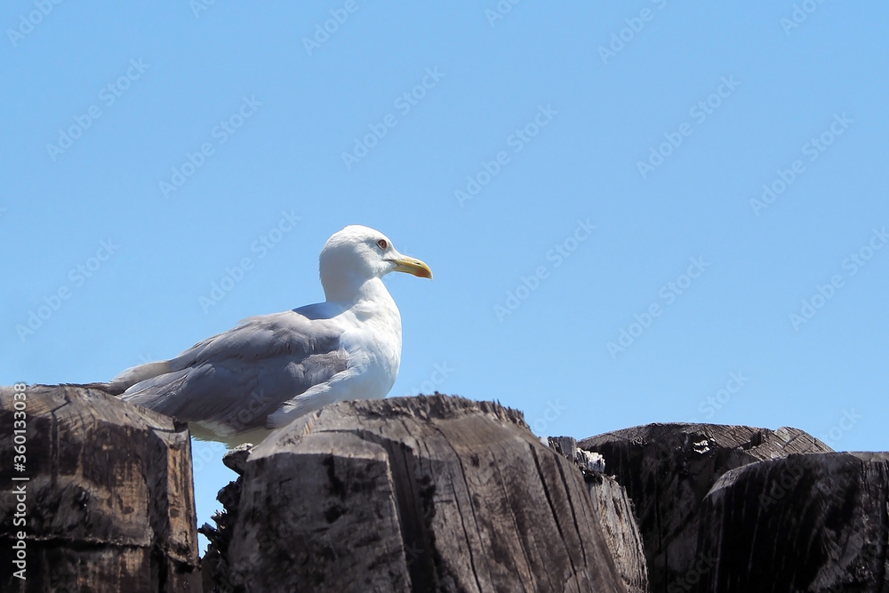 white seagull stand on the wood log white seagull stand on the wood log