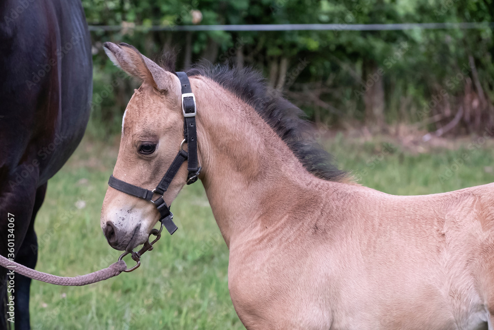 Obraz premium Close-up of a little brown foal,horse standing next to the mother, during the day with a countryside landscape