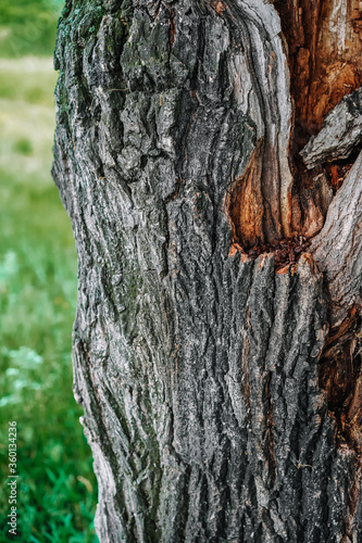Beautiful structure of oak bark, tree close-up