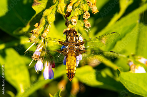 Libellula depressa / Broad-bodied chaser / dragonfly