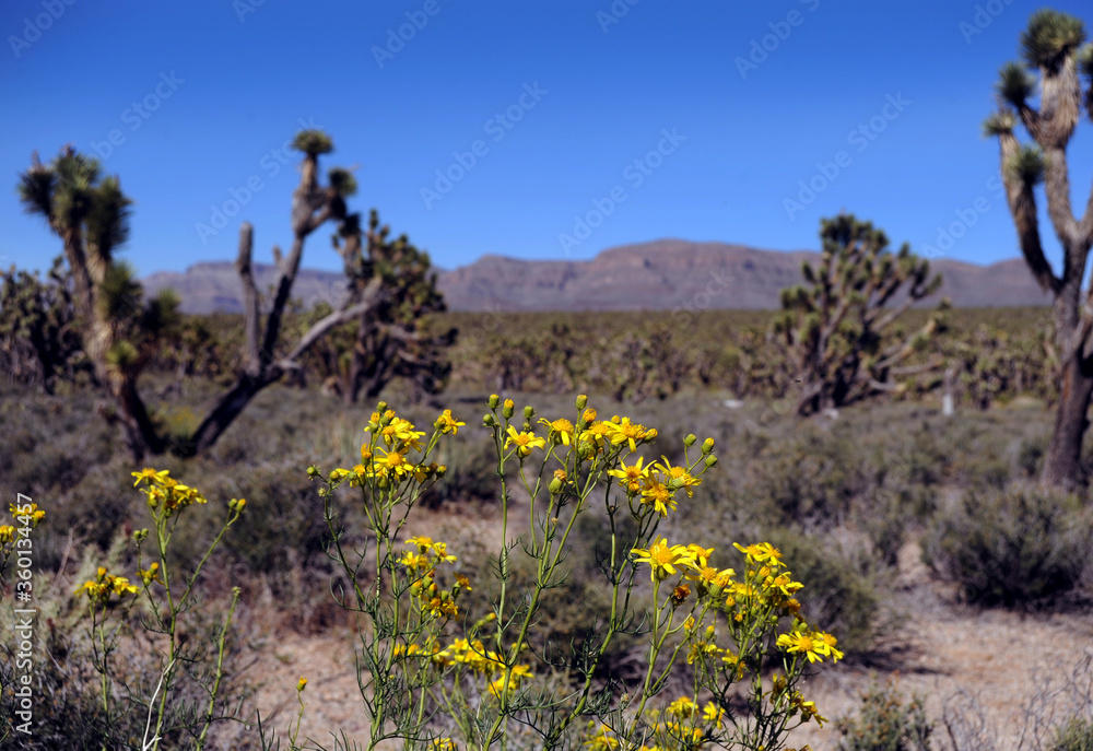 Arizona desert travelling near Los Vegas-USA Arizona desert travelling near Los Vegas-USA