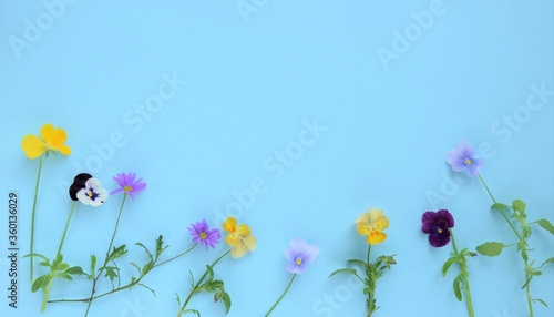カラフルなビオラの花、春の花、白バック