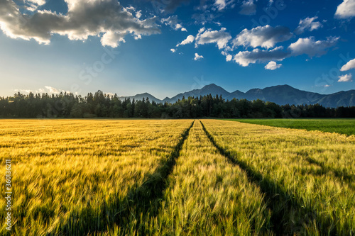 Yellow wheat on farming field with tractor trails. Forest trees in background and Alps mountain range in the distance. Agriculture farmland field in late afternoon. Low angle, wide shot photo