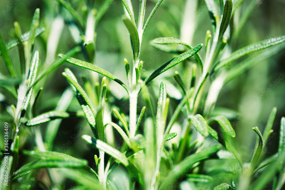 Rosemary herb grow in the garden. Close-up organic rosemary plants macro Rosemary herb grow in the garden. Close-up organic rosemary plants macro