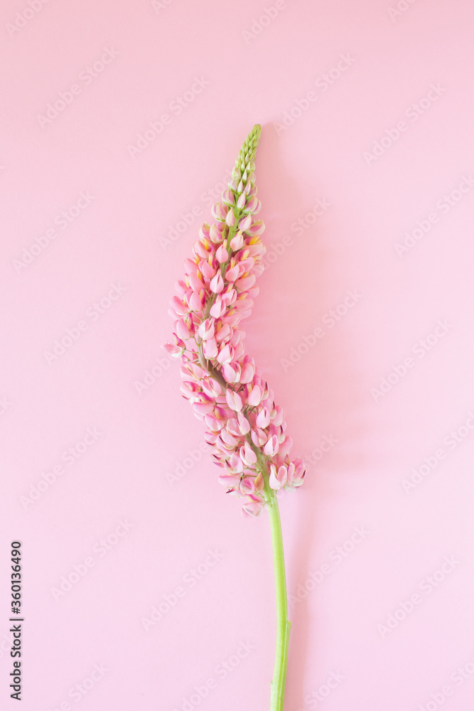 Pink lupine,single flower on  pink background.
